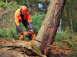 Mulching Services in Porterville, CA