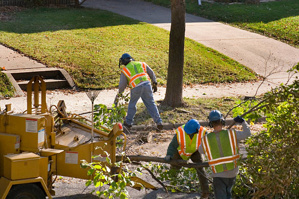 How Our Tree Care Process Works  in  Porterville, CA