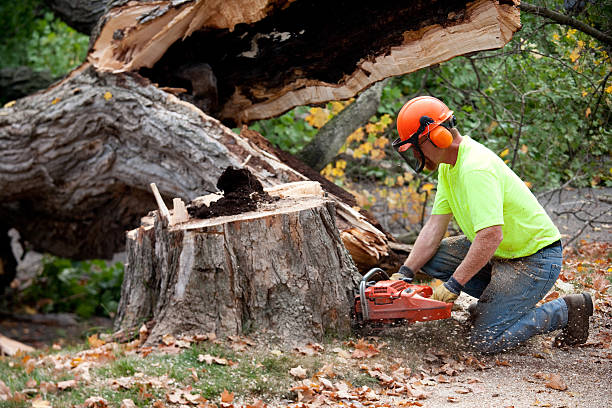 Professional Tree Services in Porterville, CA